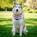 Pre-Printed Sample Custom Bosco Large Polyester Dog Bandana L / SOLID WHITE - Pet Accessories