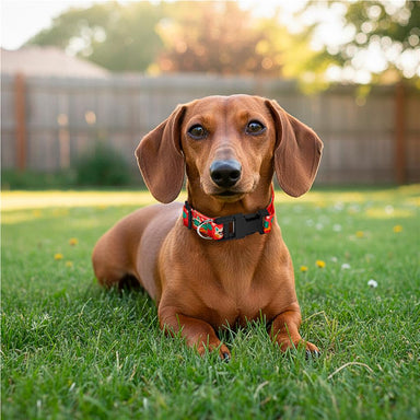 Custom Rambo Polyester Dog Collar BLACK - Pet Accessories,Custom Accessories